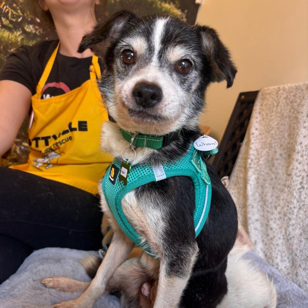 Enlarge Wham! 14003, a Adoptable Chihuahua in San Francisco, CA image 2/6