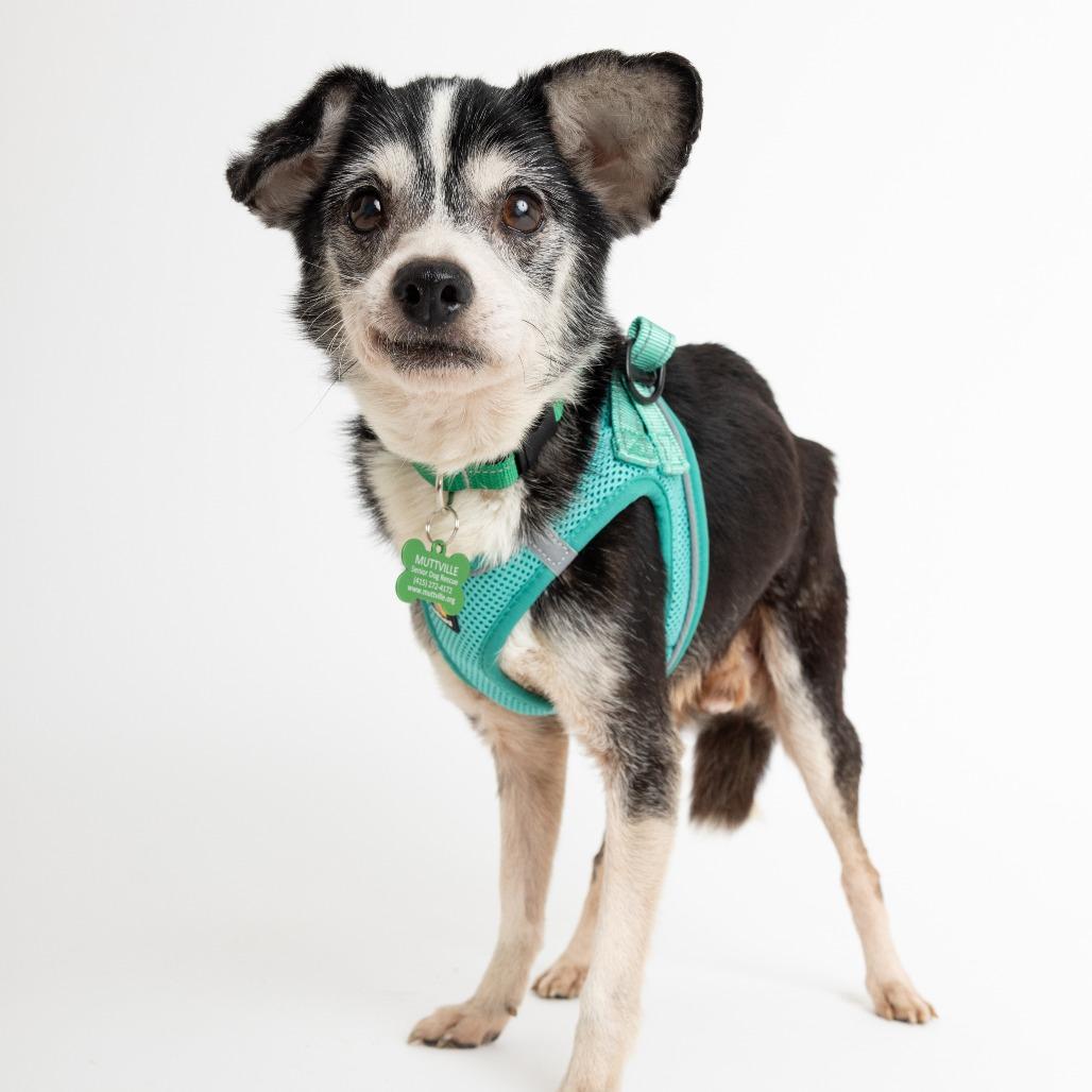 Enlarge Wham! 14003, a Adoptable Chihuahua in San Francisco, CA image 3/6