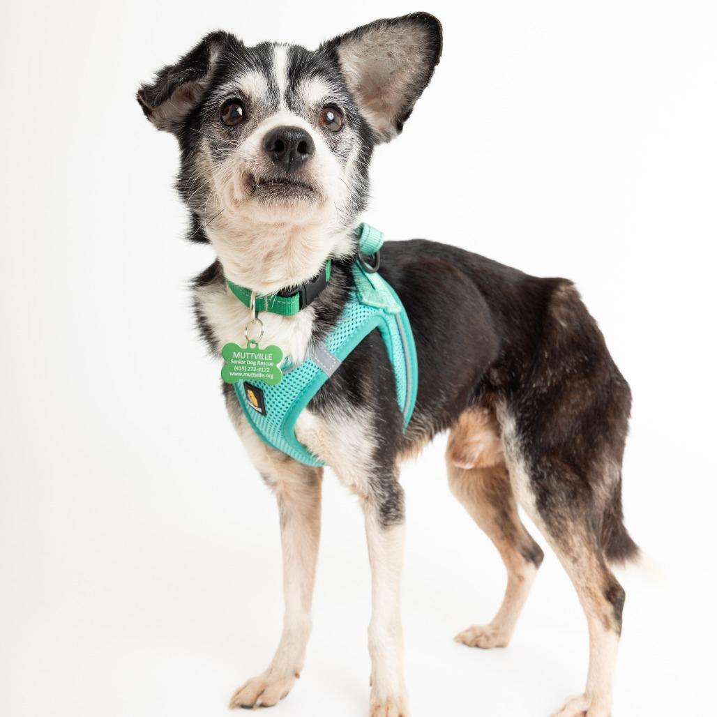 Enlarge Wham! 14003, a Adoptable Chihuahua in San Francisco, CA image 4/6