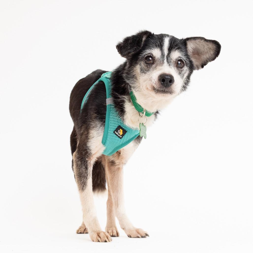 Enlarge Wham! 14003, a Adoptable Chihuahua in San Francisco, CA image 6/6