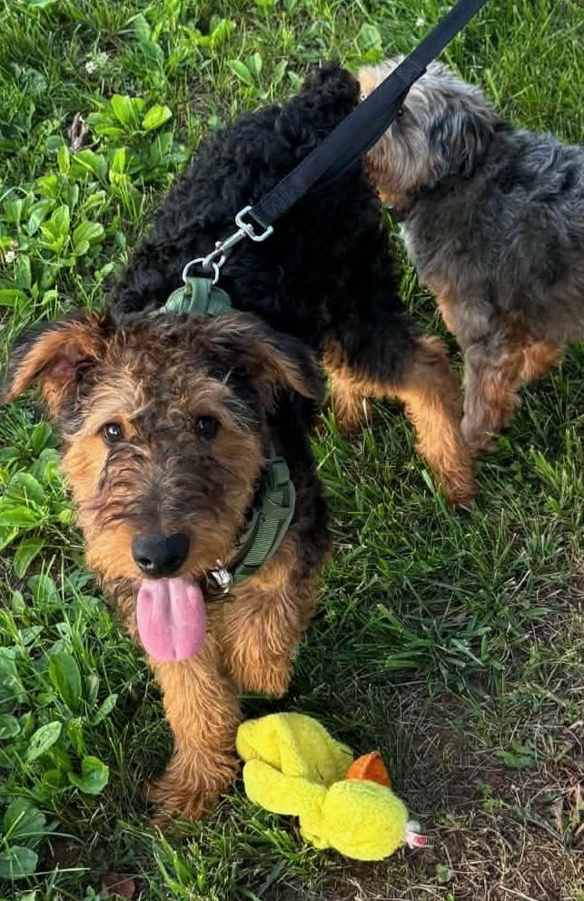 Humphrey Bogart (Bogie), a ADOPTABLE Airedale Terrier in Maiden, NC image 3/4