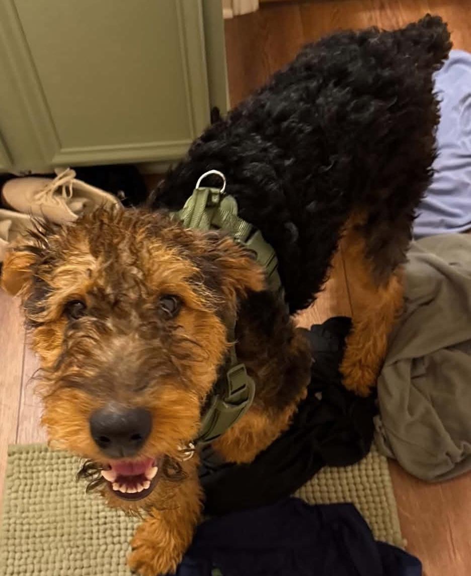 Humphrey Bogart (Bogie), a ADOPTABLE Airedale Terrier in Maiden, NC image 2/4