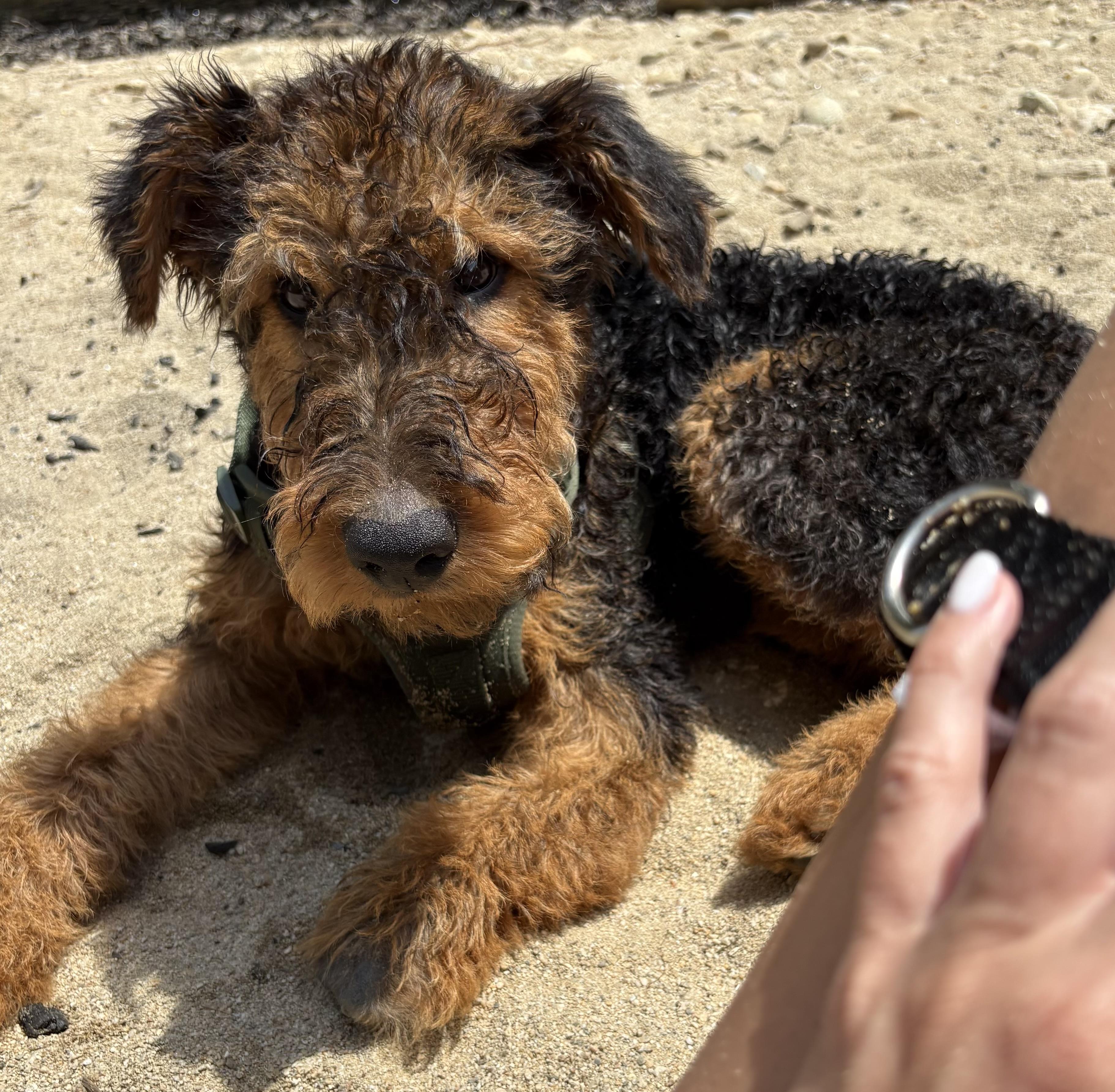Humphrey Bogart (Bogie), a ADOPTABLE Airedale Terrier in Maiden, NC image 1/4