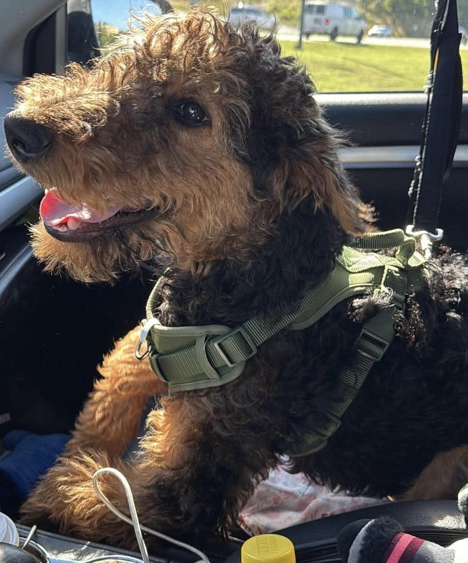Humphrey Bogart (Bogie), a ADOPTABLE Airedale Terrier in Maiden, NC image 4/4