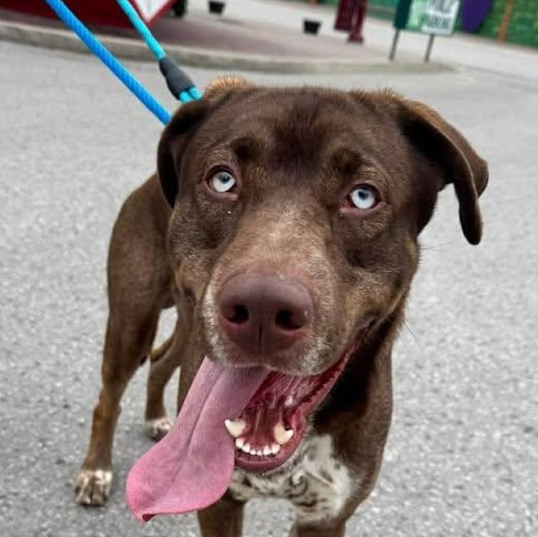 Pluto (20260417-02) - Adoptable Pet | Petfinder | Petfinder