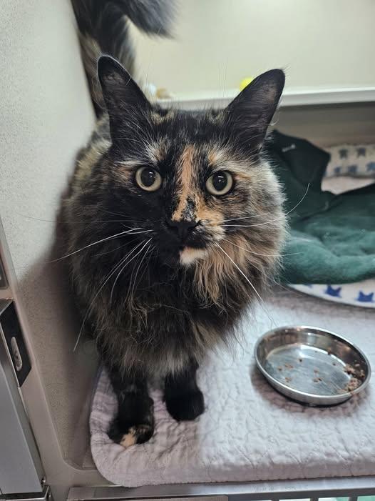 Enlarge Jenna, a ADOPTABLE Tortoiseshell in Quincy, CA image 1/1
