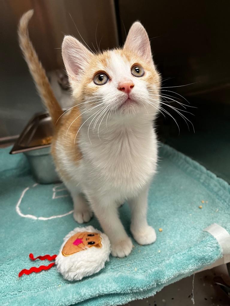 Godric, Adoptable, Kitten Male Domestic Short Hair.