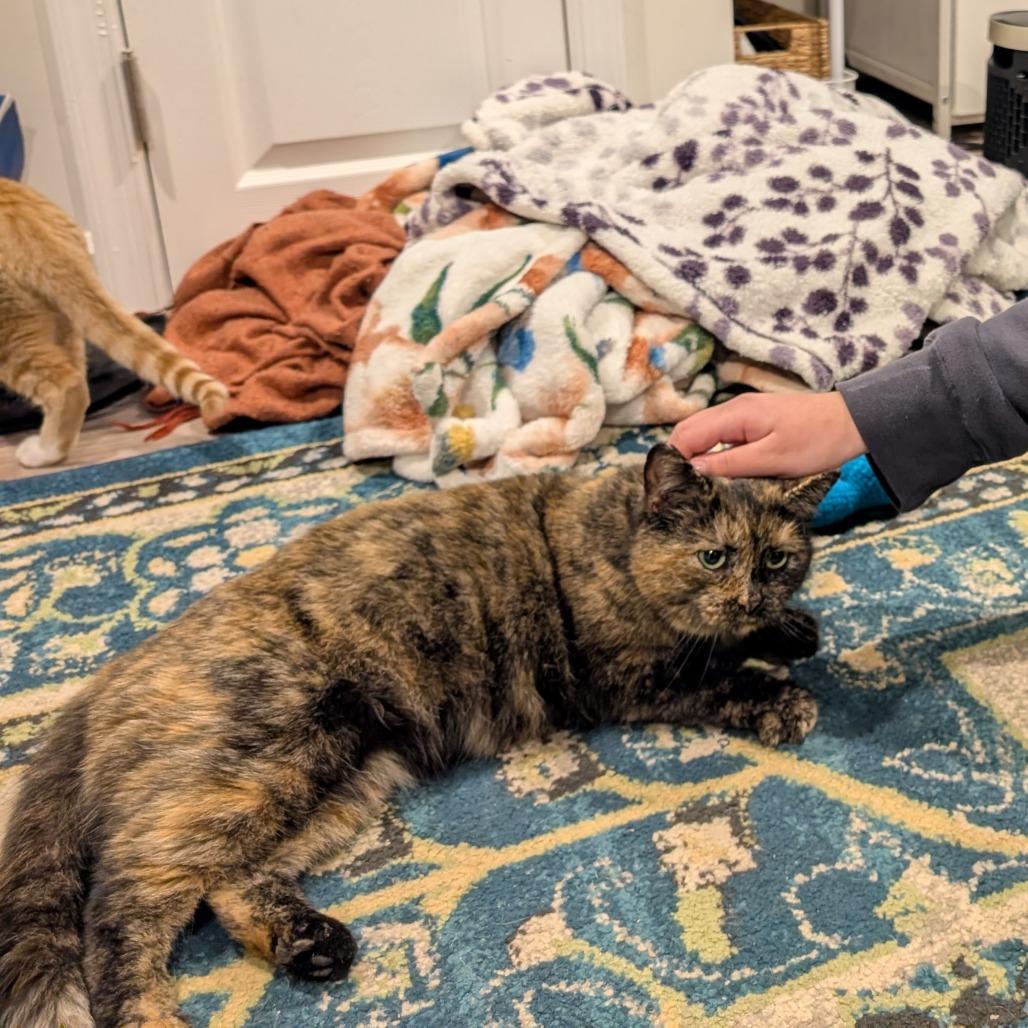 Enlarge Kris, a Adoptable Domestic Short Hair in Silver Spring , MD image 1/5