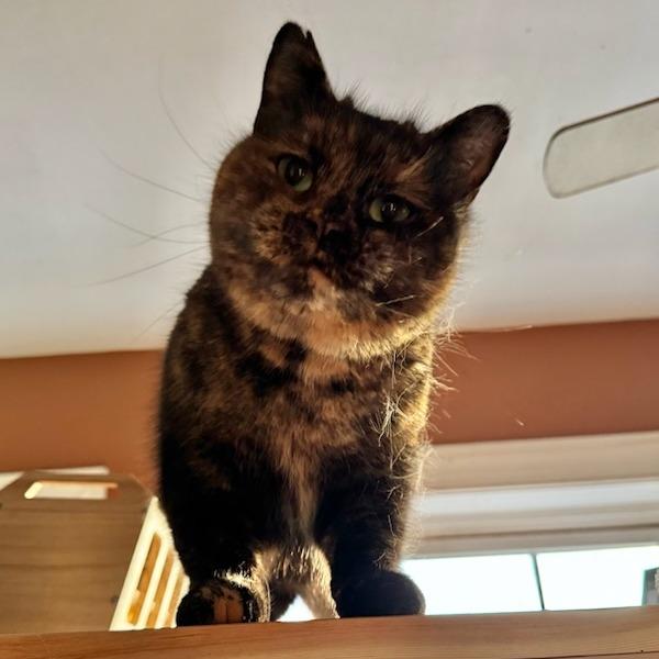 Enlarge Kris, a Adoptable Domestic Short Hair in Silver Spring , MD image 2/5