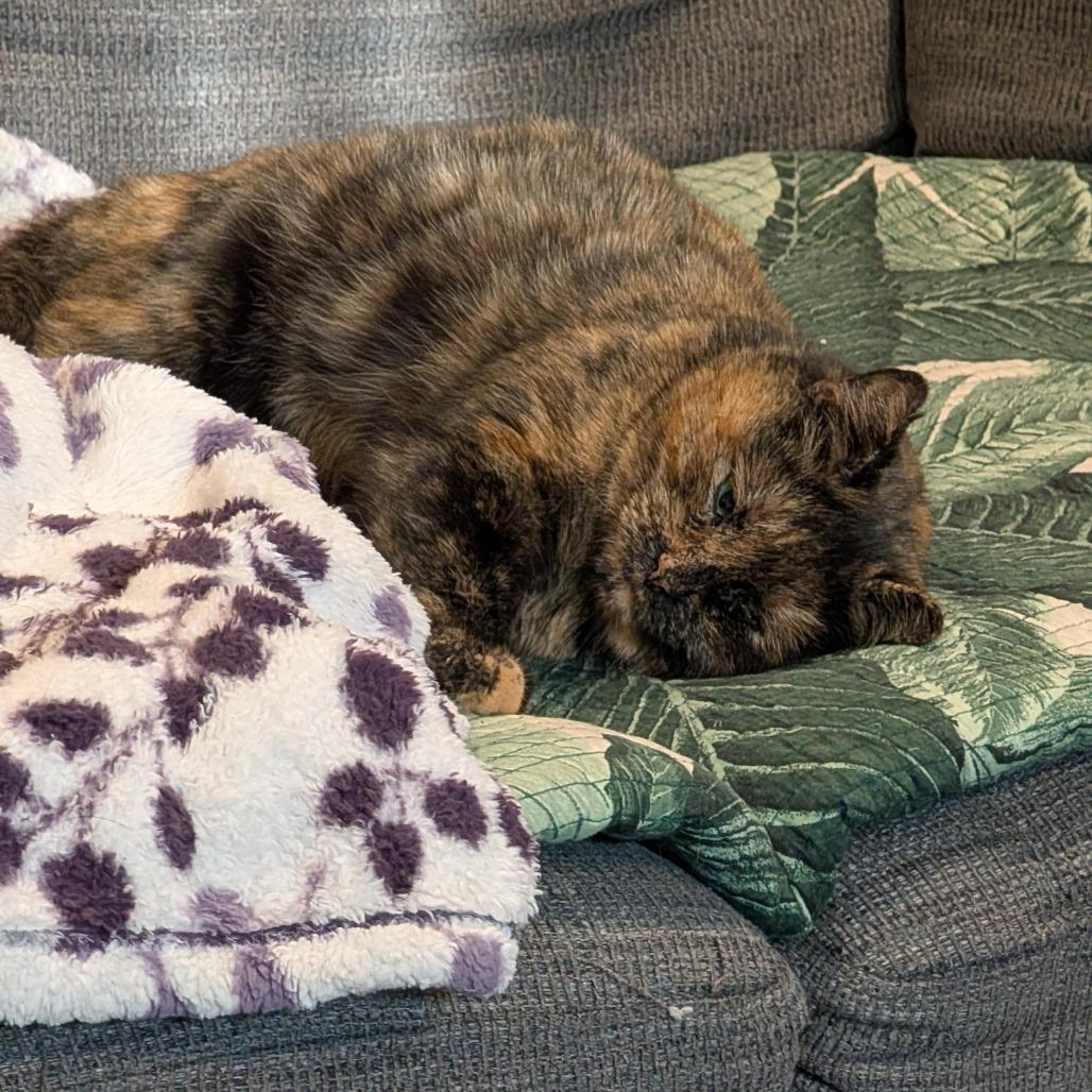 Enlarge Kris, a Adoptable Domestic Short Hair in Silver Spring , MD image 3/5