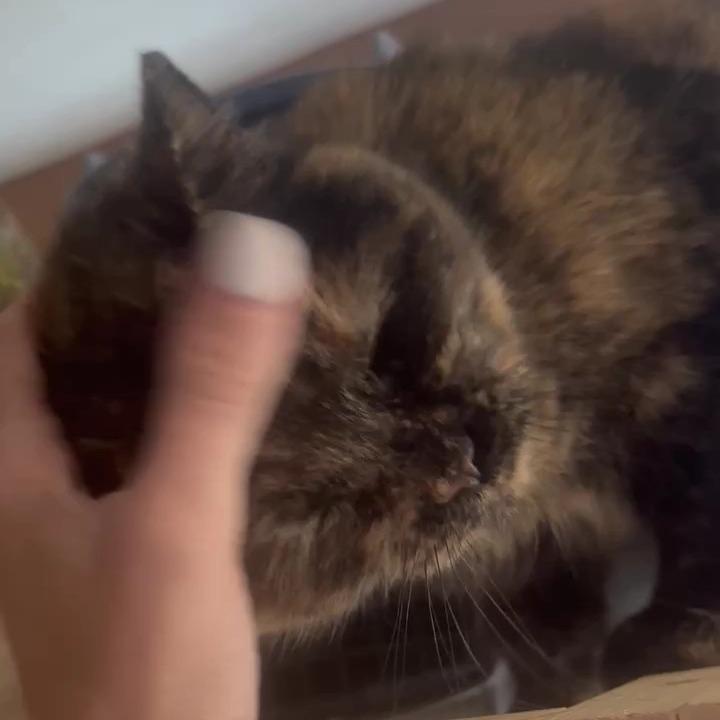 Enlarge Kris, a Adoptable Domestic Short Hair in Silver Spring , MD image 4/5