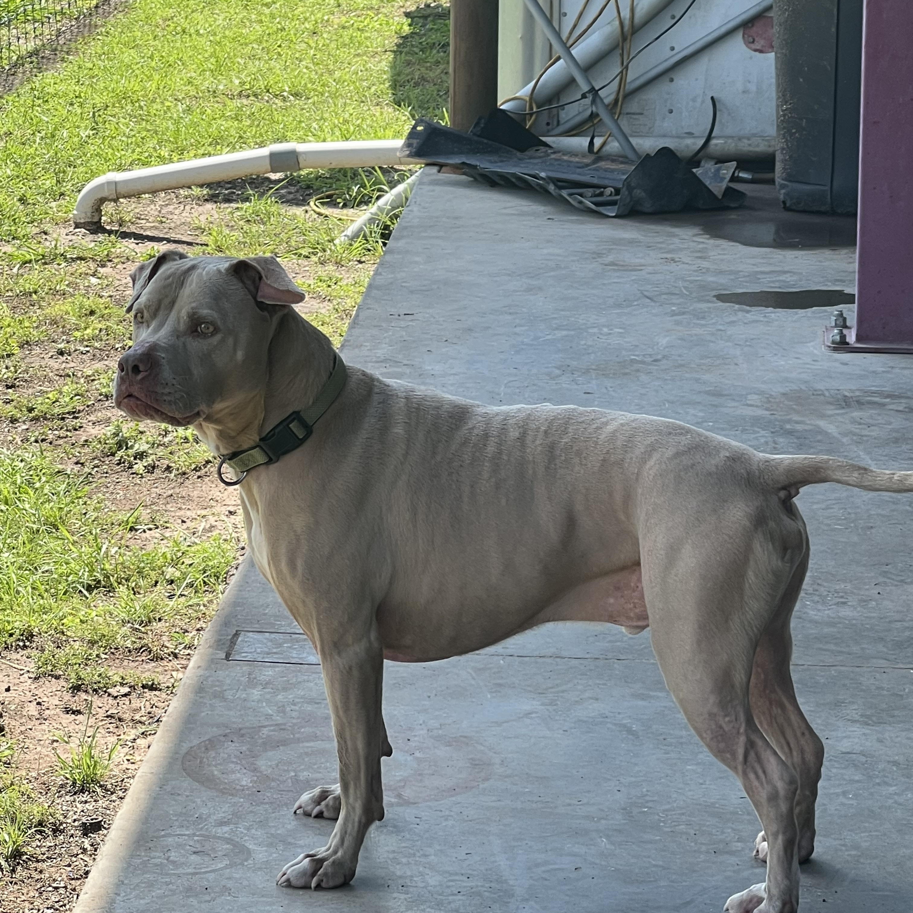 Demson — thumbnail 5