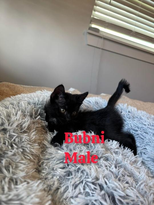Bubni