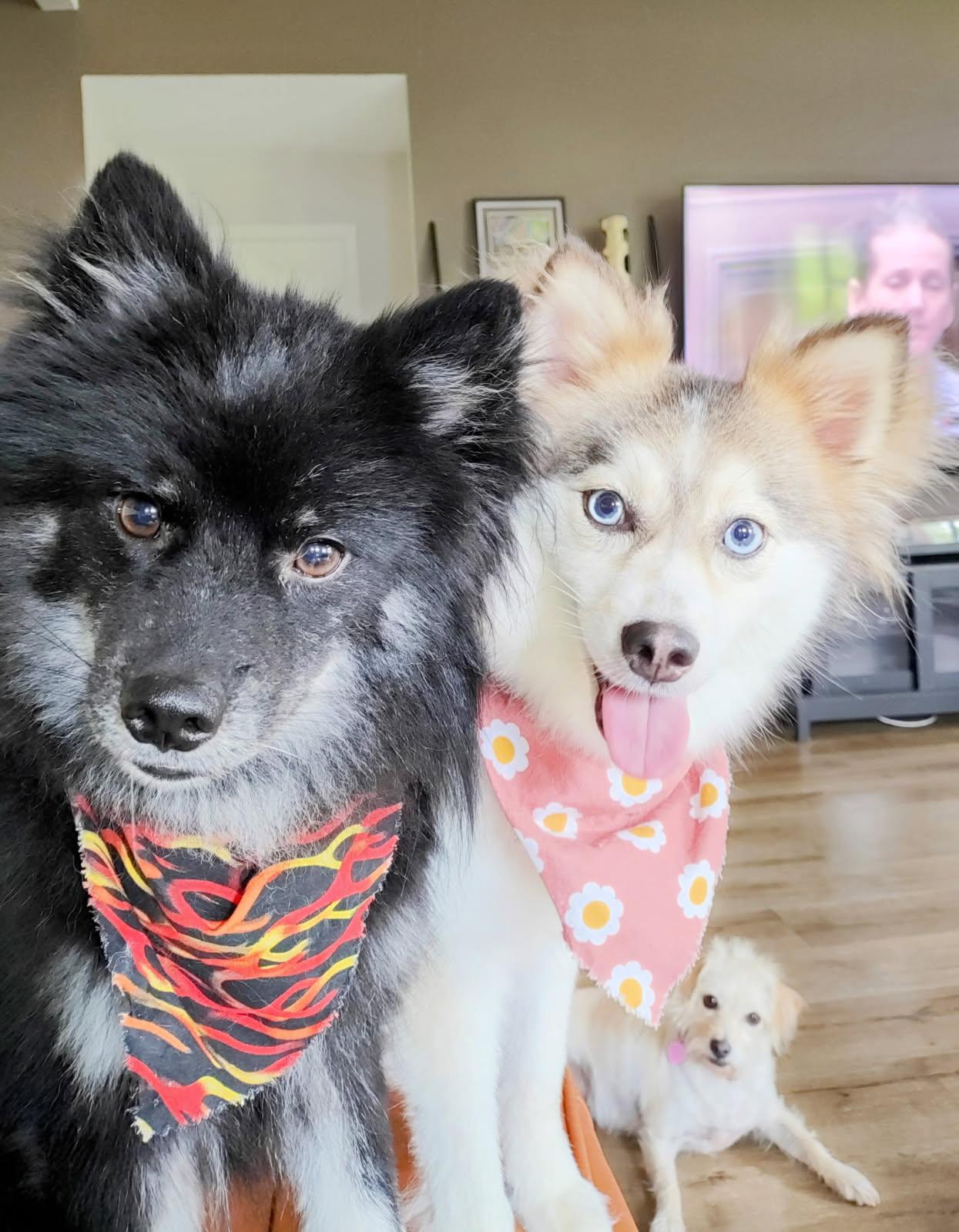 MEET HUDSON  KATE Hudson and Kate are as cute as can be both in looks and personality They are