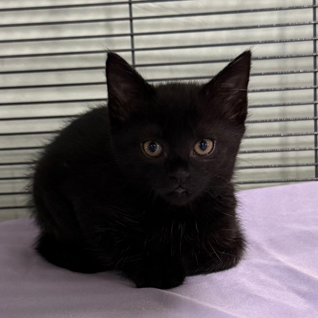 Enlarge Justice, a Adoptable Domestic Short Hair in Waldorf, MD image 2/4
