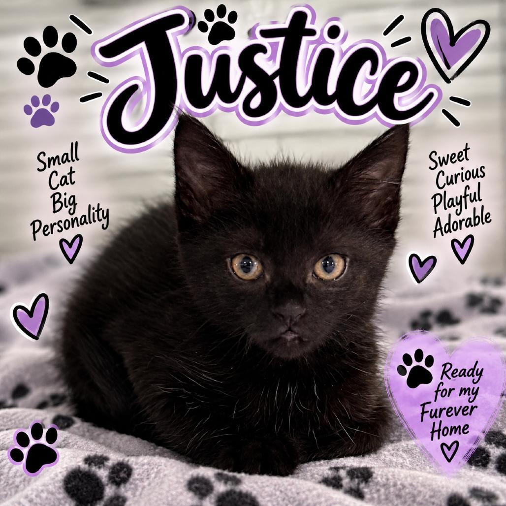Enlarge Justice, a Adoptable Domestic Short Hair in Waldorf, MD image 3/4