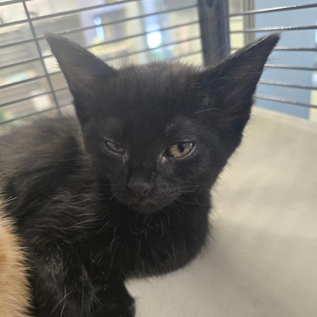 Enlarge Justice, a Adoptable Domestic Short Hair in Waldorf, MD image 4/4