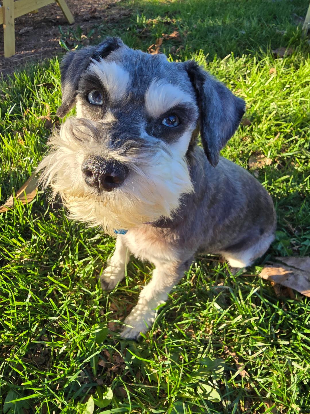 Enlarge Marley, a ADOPTABLE Schnauzer in Salem, OR image 1/3