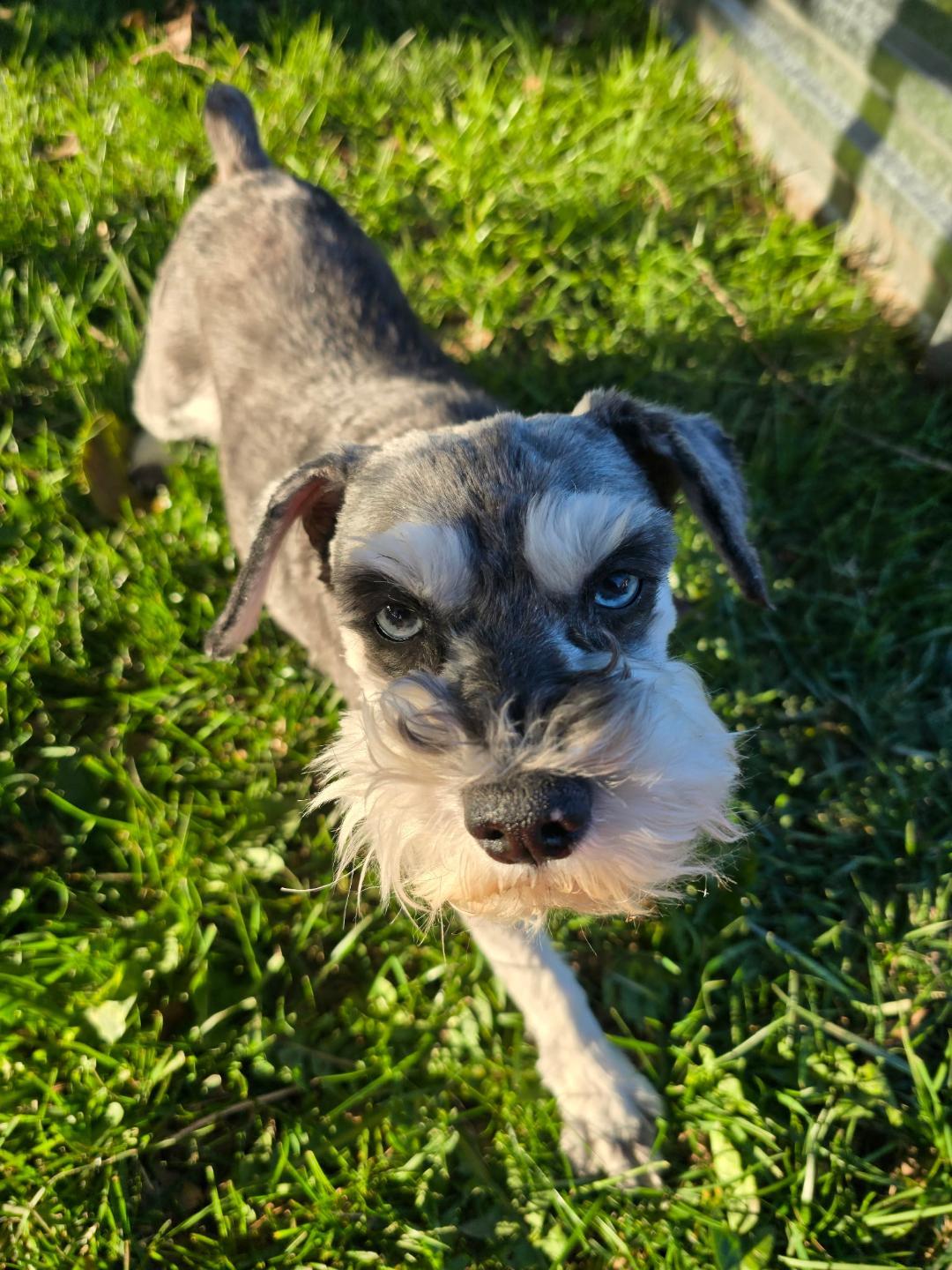 Enlarge Marley, a ADOPTABLE Schnauzer in Salem, OR image 3/3
