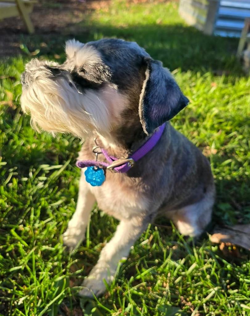 Enlarge Marley, a ADOPTABLE Schnauzer in Salem, OR image 2/3