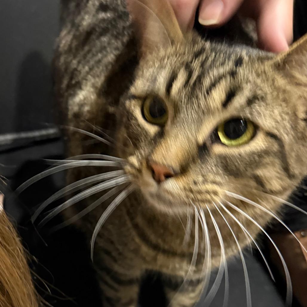 Enlarge Rico, a Adoptable Domestic Short Hair in Brevard, NC image 1/1