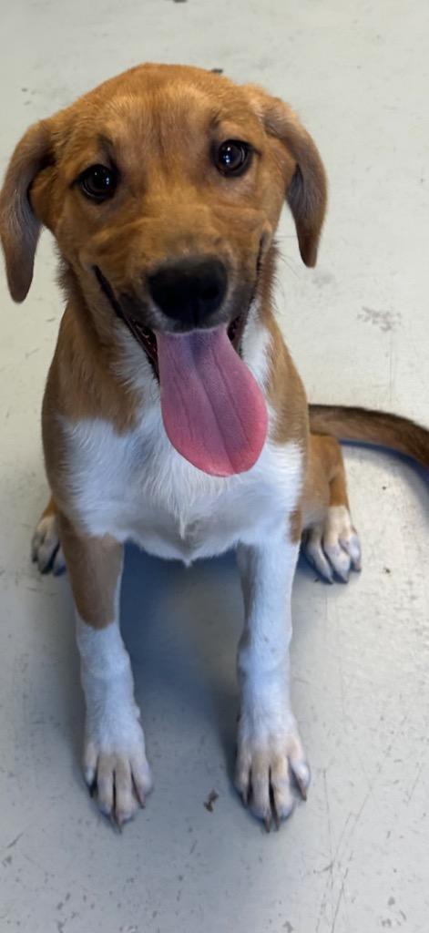 Praline, Adoptable, Puppy Female Pit Bull Terrier.