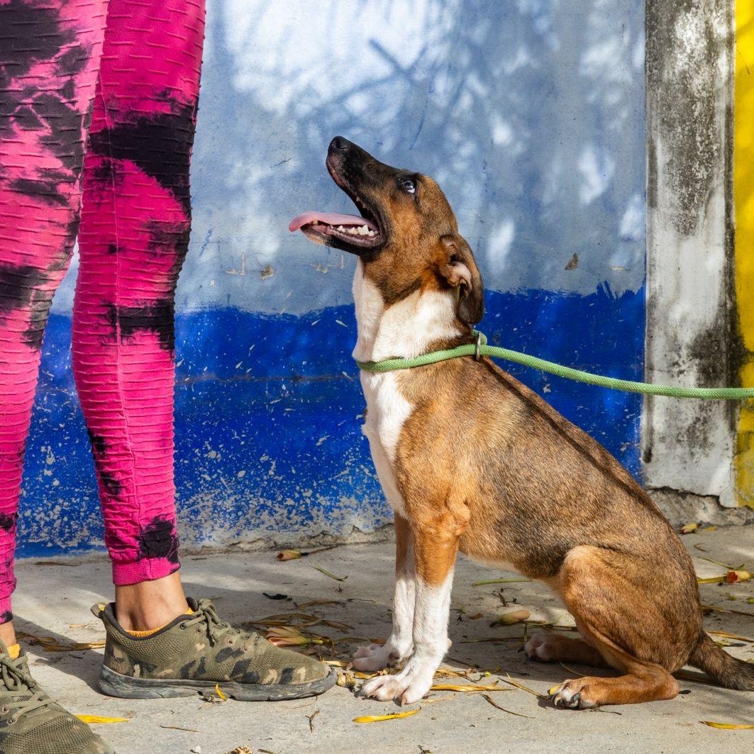 Socks, a ADOPTABLE mixed breed in New York, NY image 6/6