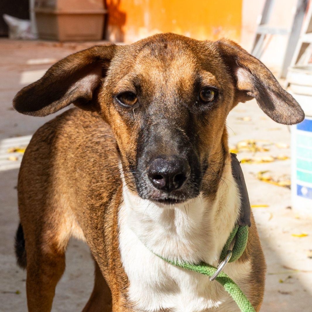Socks, a ADOPTABLE mixed breed in New York, NY image 1/6