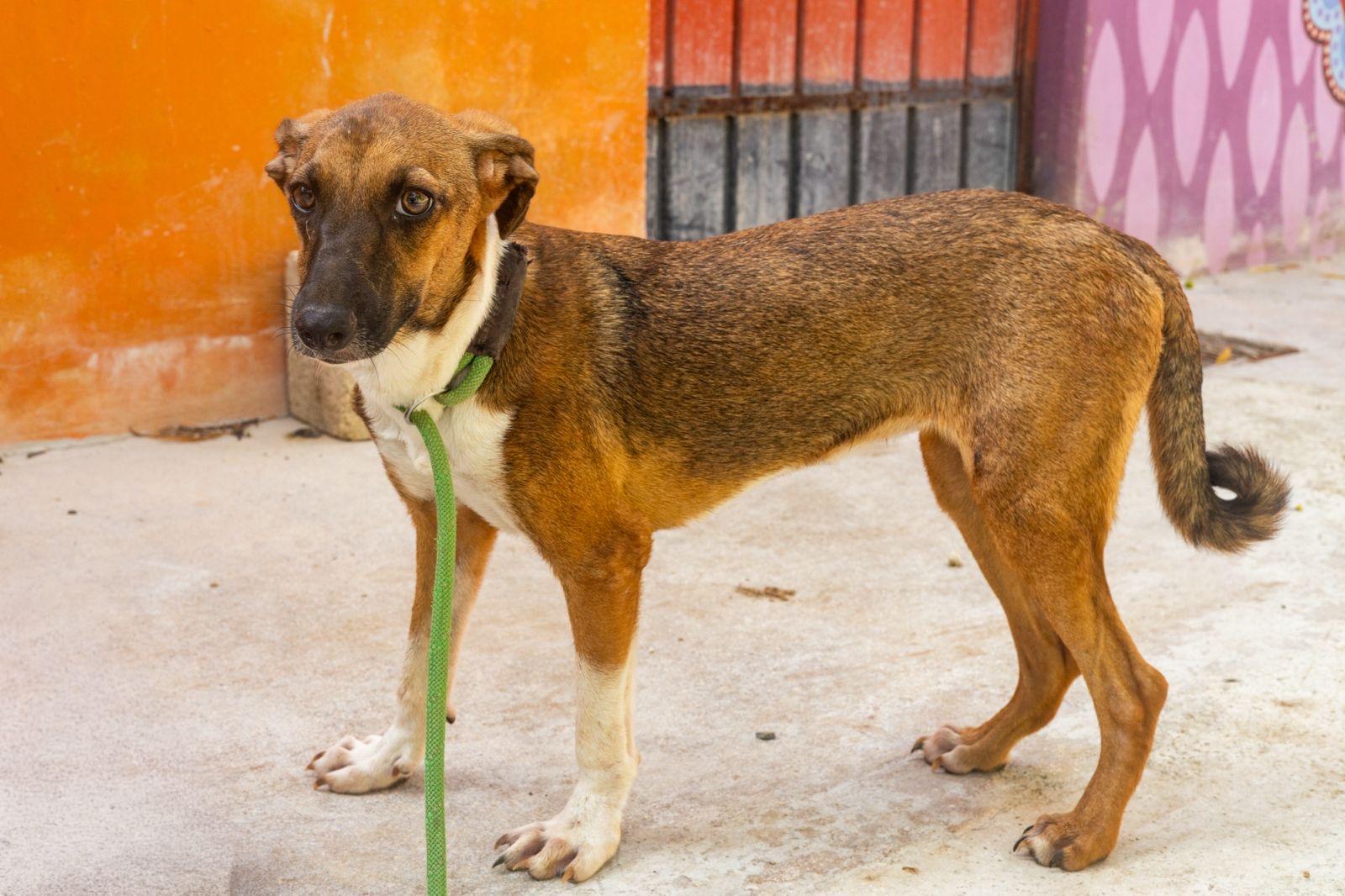 Socks, a ADOPTABLE mixed breed in New York, NY image 3/6
