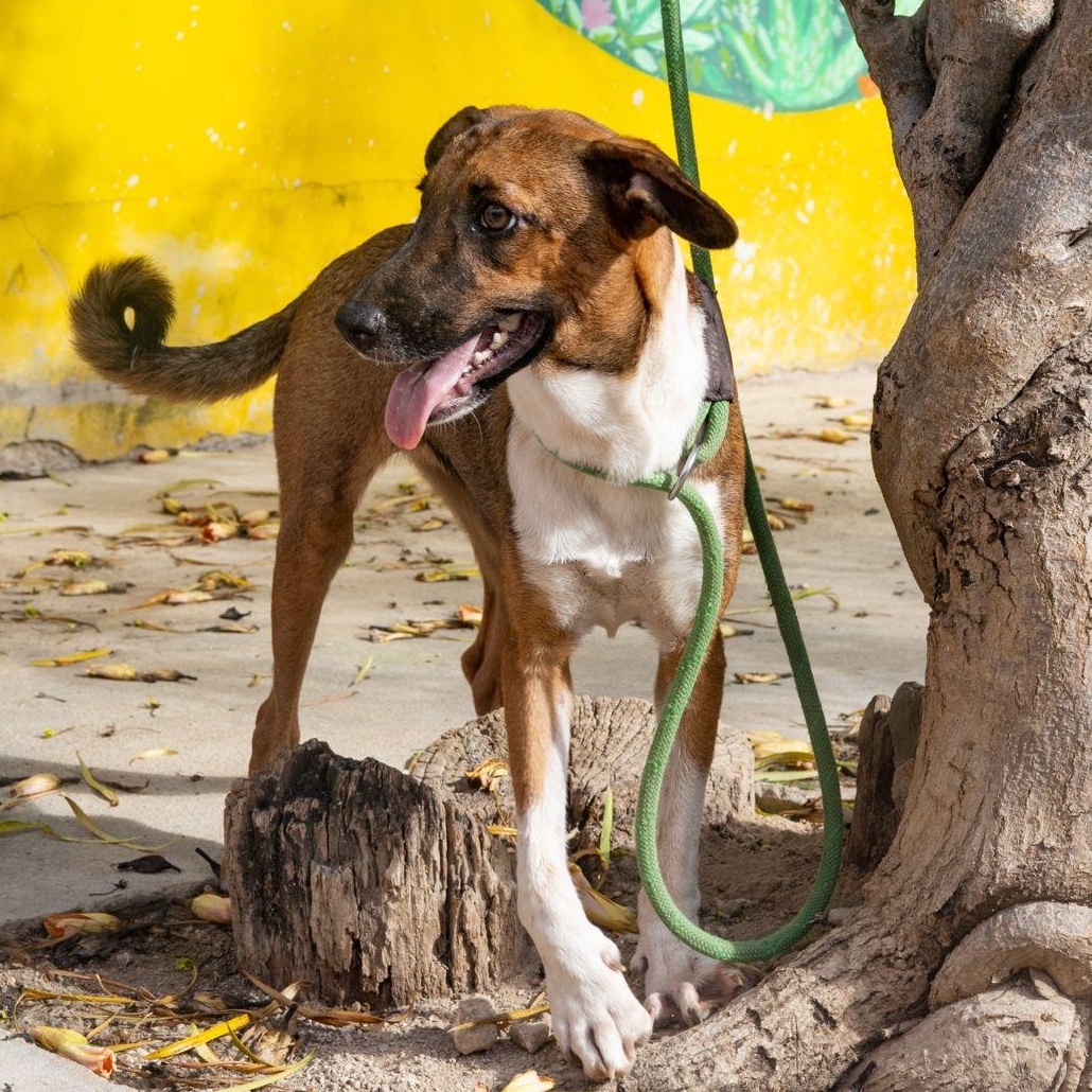Socks, a ADOPTABLE mixed breed in New York, NY image 5/6