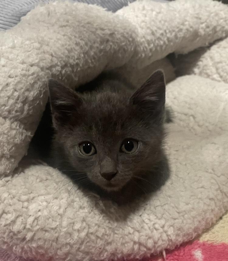 Enlarge Manny, an adopted Russian Blue in Turnersville, NJ image 4/5