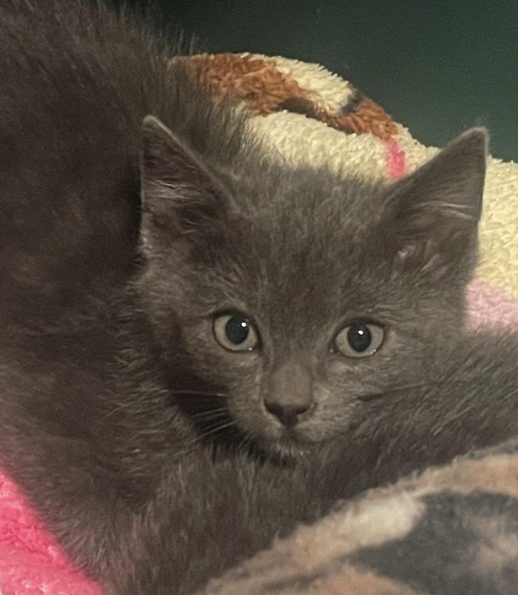 Enlarge Manny, an adopted Russian Blue in Turnersville, NJ image 5/5