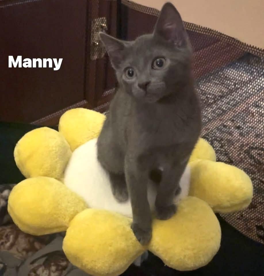 Enlarge Manny, an adopted Russian Blue in Turnersville, NJ image 2/5