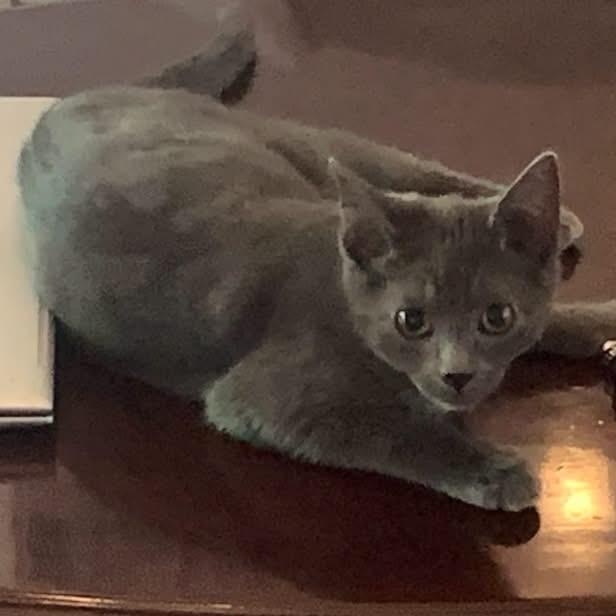 Enlarge Manny, an adopted Russian Blue in Turnersville, NJ image 3/5