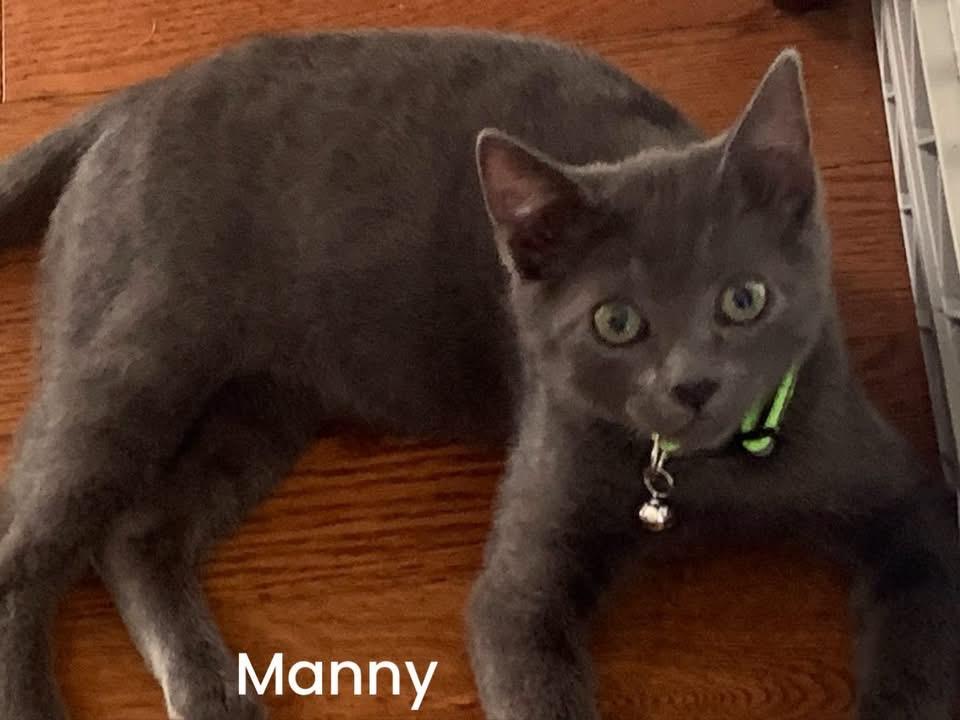 Manny, adopted, Kitten Male Russian Blue.