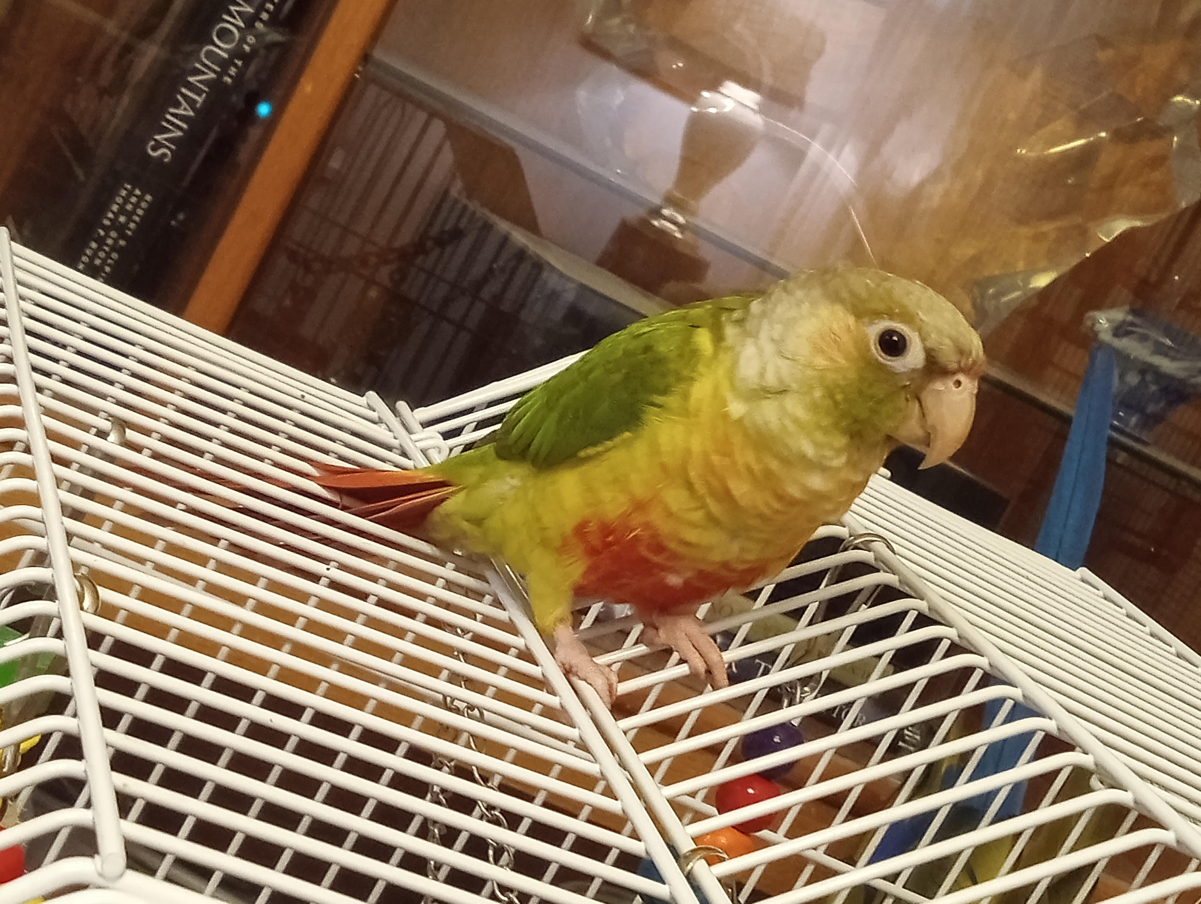 Maui, Adopted, Young Unknown Conure.