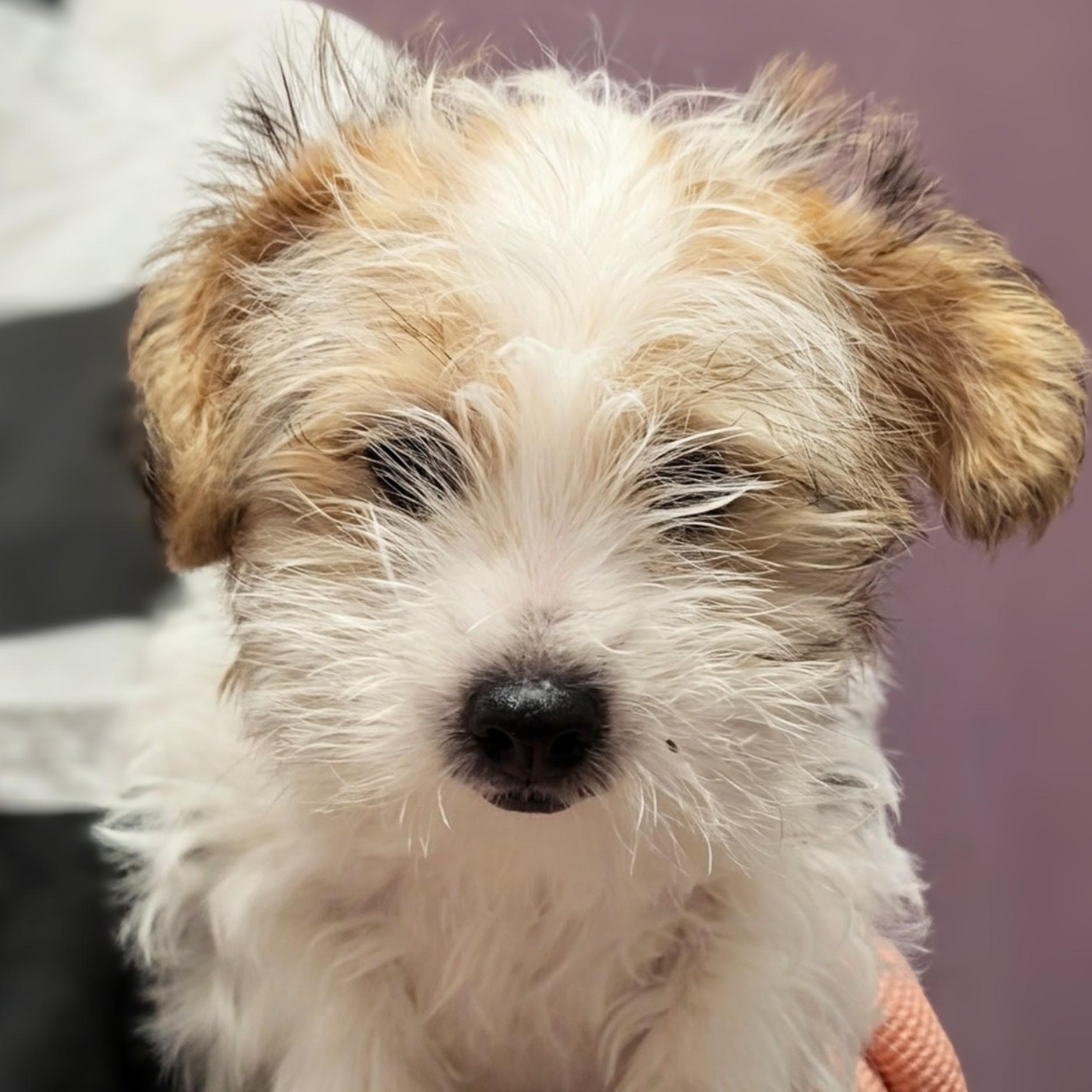 Enlarge 4287A, an adopted mixed breed in Phoenix, AZ image 1/1