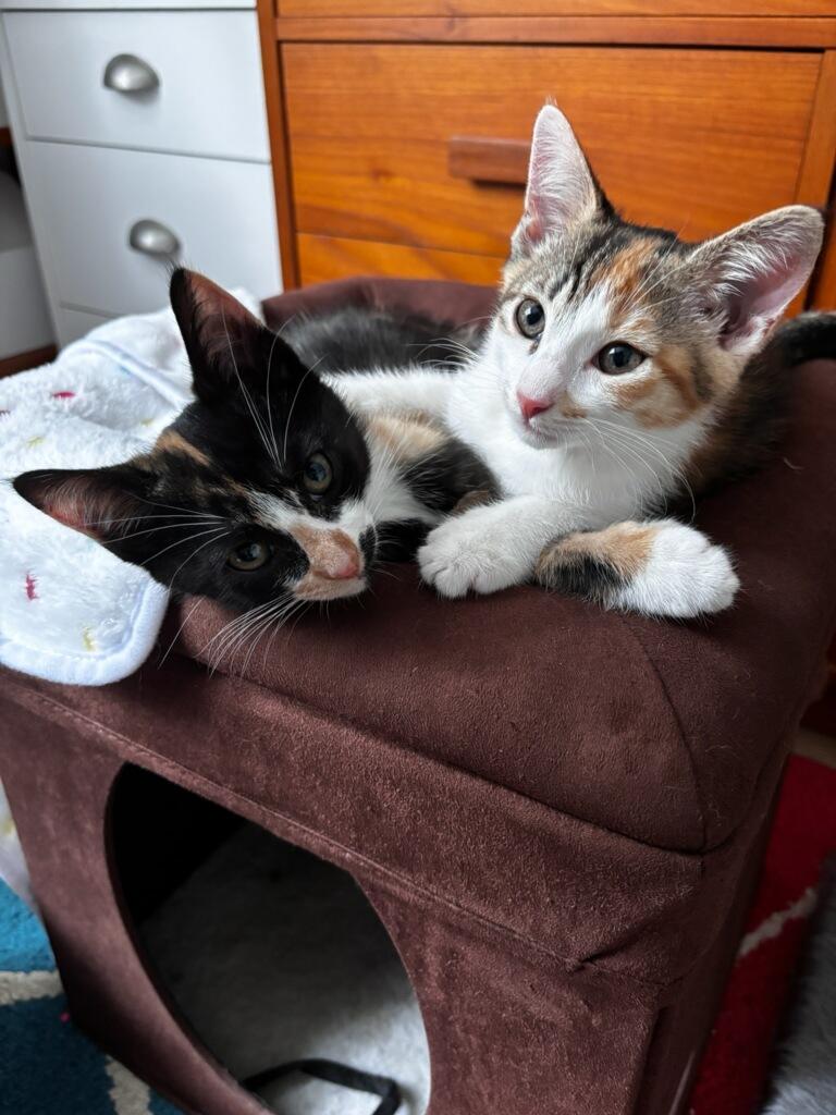 Caramel and Toffee, Adoptable, Kitten Female Calico.