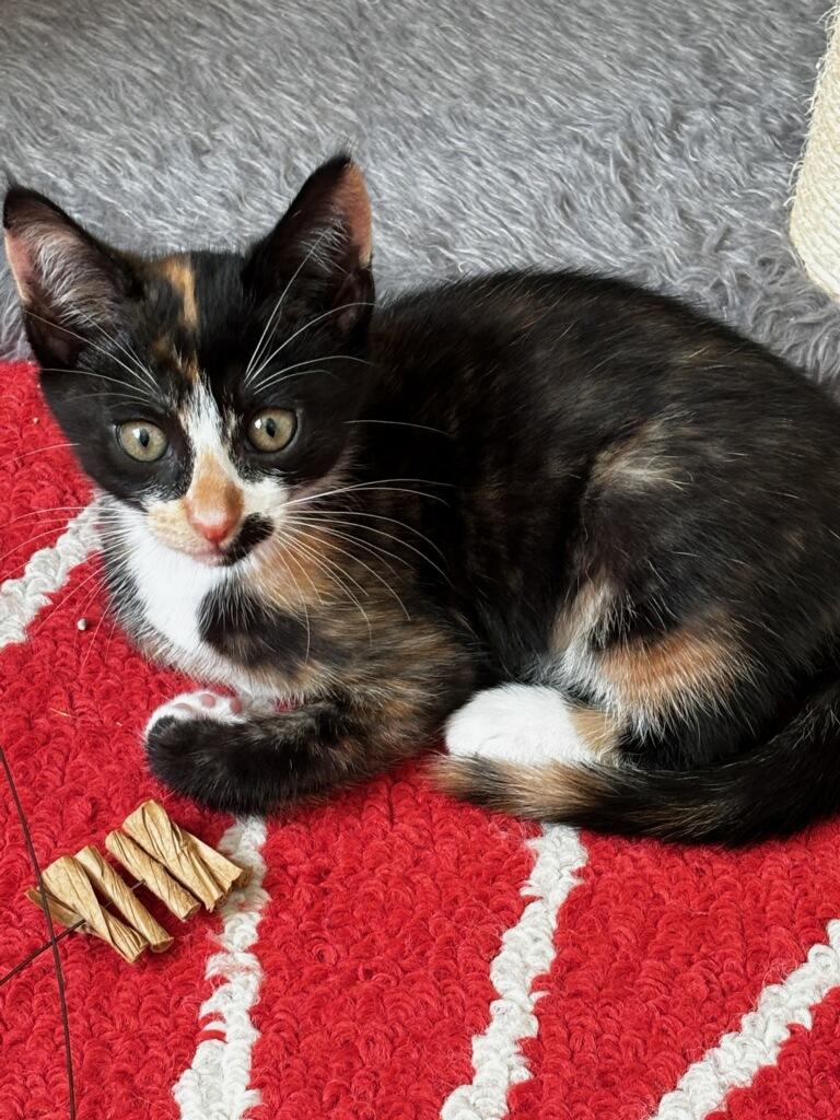 Enlarge Caramel and Toffee, a Adoptable Calico in Bayside, NY image 2/3