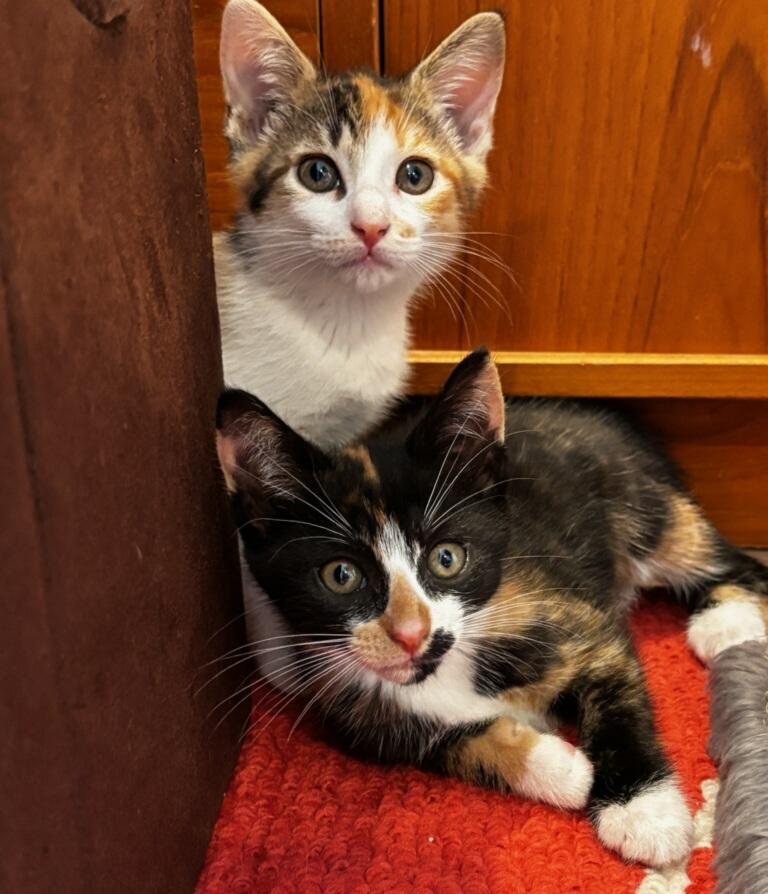 Enlarge Caramel and Toffee, a Adoptable Calico in Bayside, NY image 3/3
