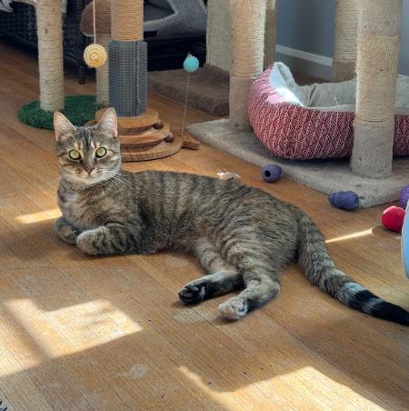 Enlarge Opal, a ADOPTABLE Domestic Short Hair in Indianapolis, IN image 5/5