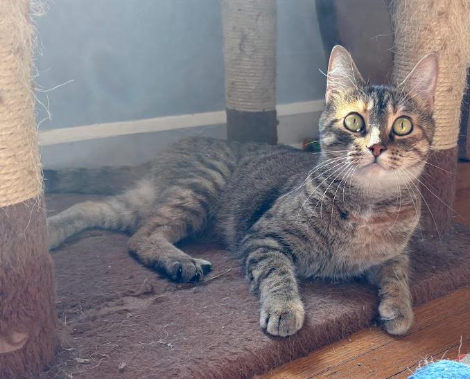 Opal, ADOPTABLE, Adult Female Domestic Short Hair.