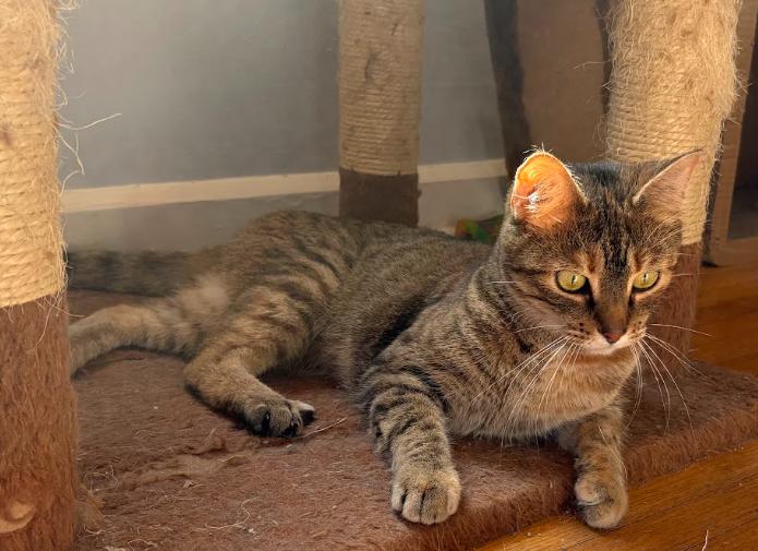 Enlarge Opal, a ADOPTABLE Domestic Short Hair in Indianapolis, IN image 4/5