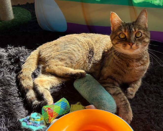 Enlarge Opal, a ADOPTABLE Domestic Short Hair in Indianapolis, IN image 2/5