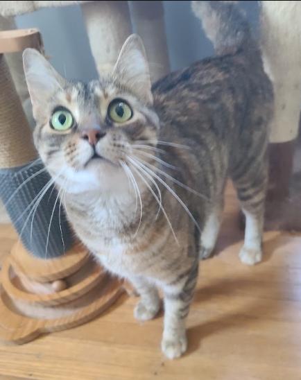 Enlarge Opal, a ADOPTABLE Domestic Short Hair in Indianapolis, IN image 3/5