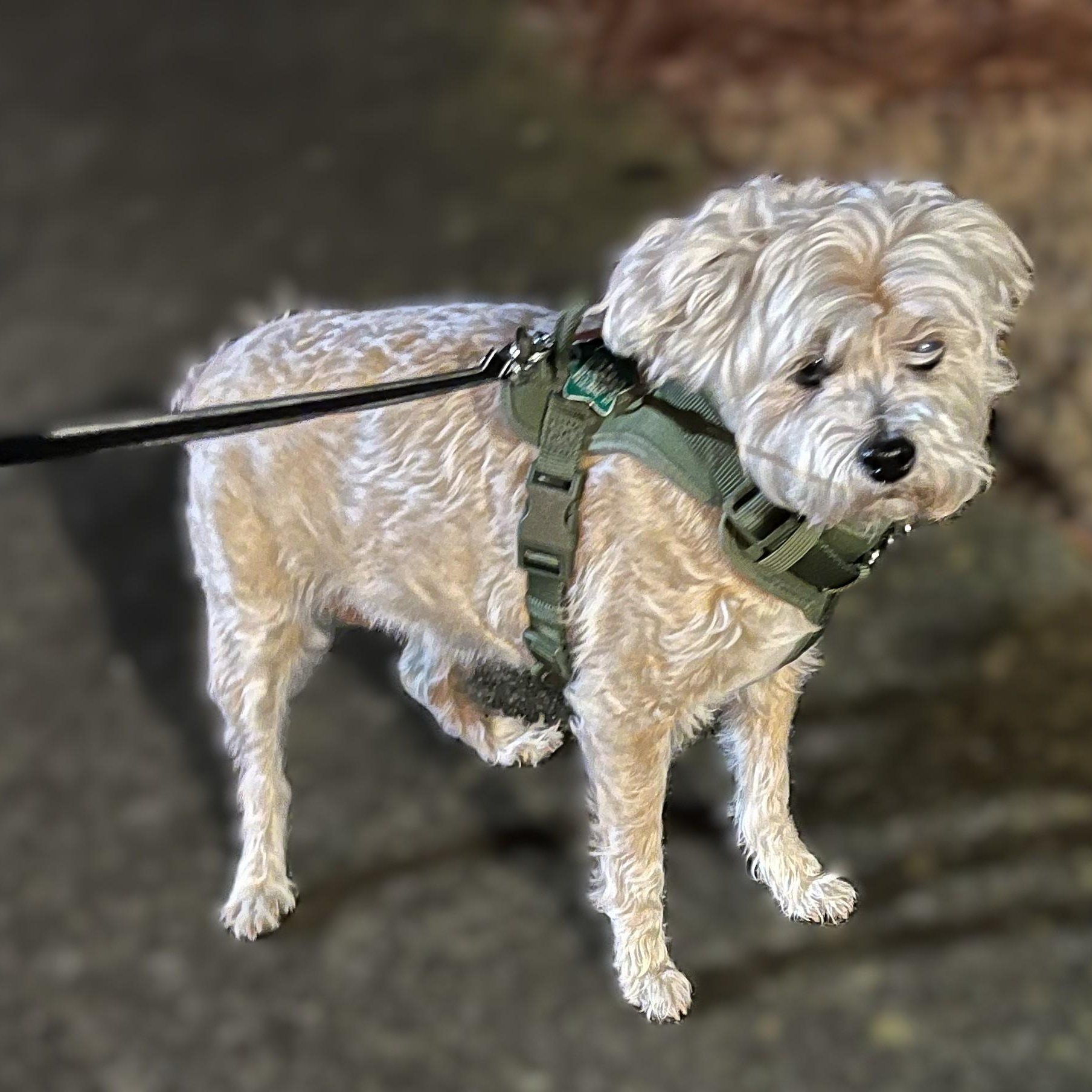 Princess ~~ PRIVATE OWNER ADOPTION ~~ EMAIL: joehlinger@bellsouth.net, an adoptable mixed breed in Roswell, GA image 4/5