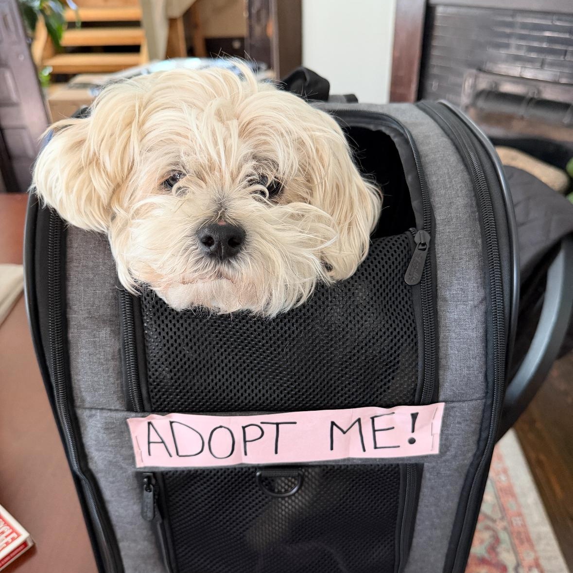 Enlarge Princess ~~ PRIVATE OWNER ADOPTION  ~~ EMAIL:  joehlinger@bellsouth.net, an adoptable mixed breed in Roswell, GA image 2/6