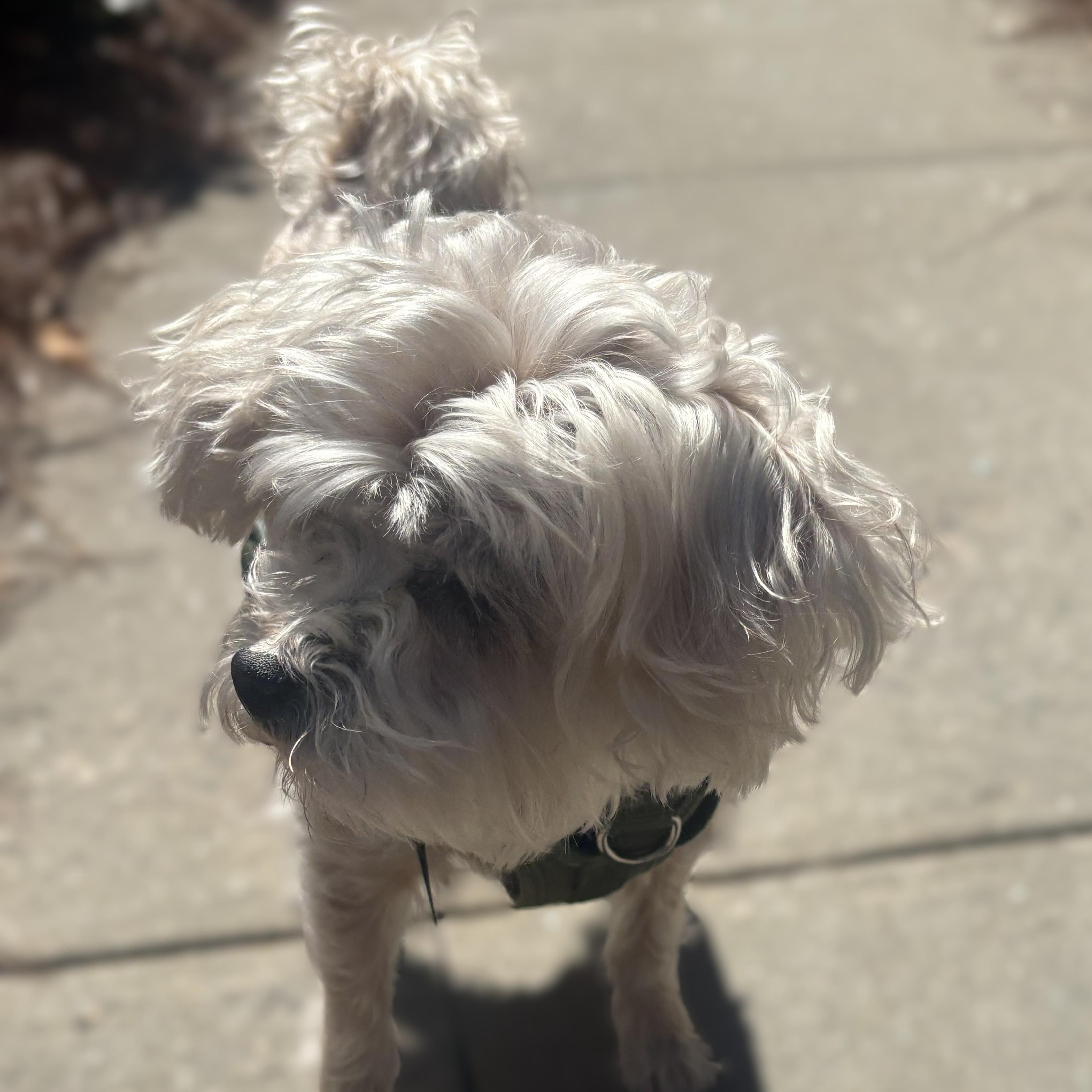 Princess ~~ PRIVATE OWNER ADOPTION ~~ EMAIL: joehlinger@bellsouth.net, an adoptable mixed breed in Roswell, GA image 1/5