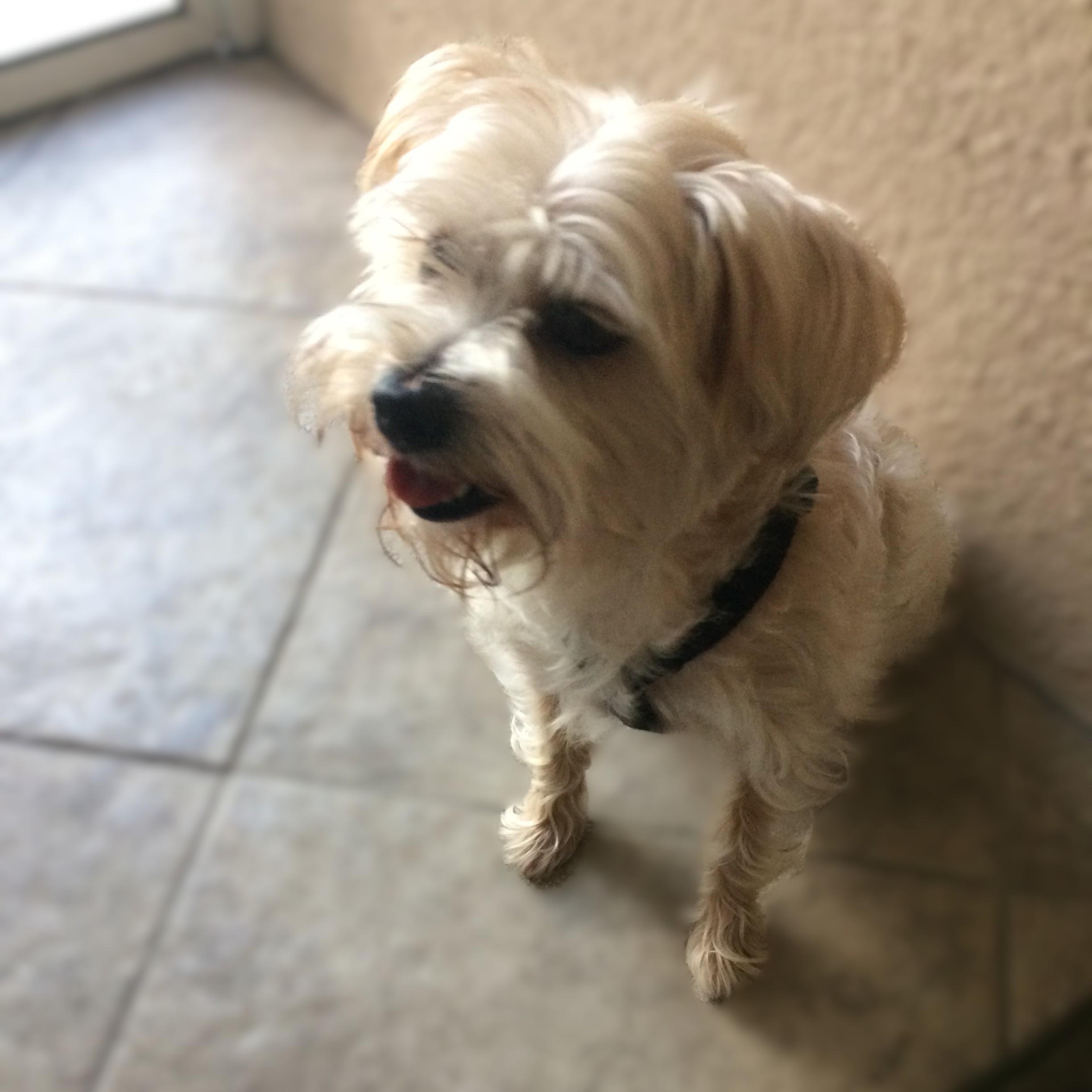 Enlarge Princess ~~ PRIVATE OWNER ADOPTION  ~~ EMAIL:  joehlinger@bellsouth.net, an adoptable mixed breed in Roswell, GA image 4/6