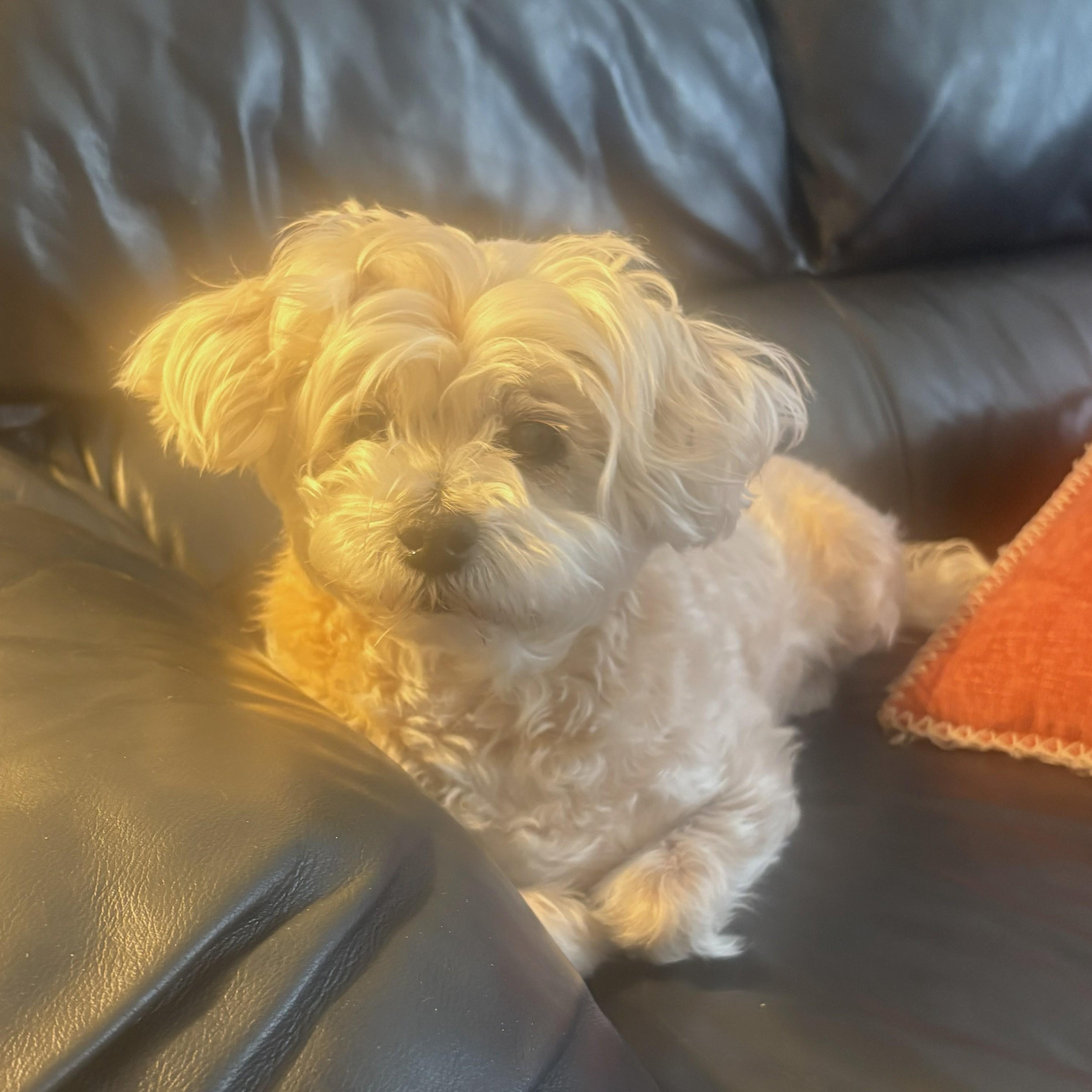 Princess ~~ PRIVATE OWNER ADOPTION ~~ EMAIL: joehlinger@bellsouth.net, an adoptable mixed breed in Roswell, GA image 3/5